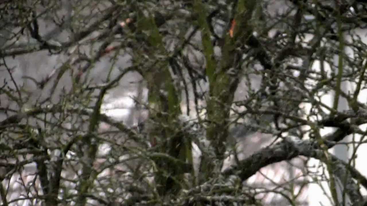 Snow Fall - 09 Feb, 2012 - Bonn, Germany