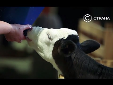 Молоко из Углича | Бизнес | Телеканал "Страна" Молоко из Углича | Бизнес | Телеканал "Страна"