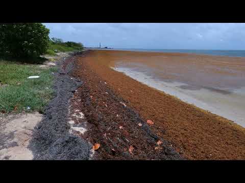 Sargasso seaweed update 7/14/2022 for WAPA, Water gut  ST Croix USVI