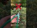 五葉松の芽摘み(緑摘み)もしかしてハサミ使っていませんか?【字幕対応】