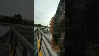 Kakap Penghuni Spot Viral Balikpapan