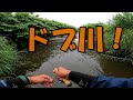 【50㎝と46㎝】ドブ川で怪物ヤマメが立て続けに釣れた！