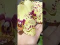 Орхидея Пескара бабочка домашнее цветение🐝✌️🐞