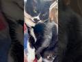かっこいいに応えてくれる甘えん坊猫🐈ハチワレ猫ざきお【猫動画】
