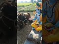 Cow Gaai Instagram Funny Funnysongs Shortsfeed Shorts Dhurandhar 