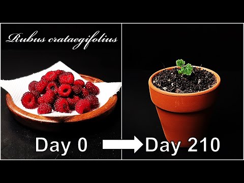 Video: How to get raspberry seeds from berries? Reproduction of raspberries by seeds