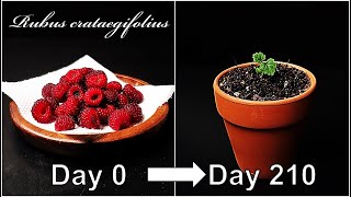 How to grow RaspberryGrowing Raspberry from seedHow to grow #51 RaspberryEng Sub