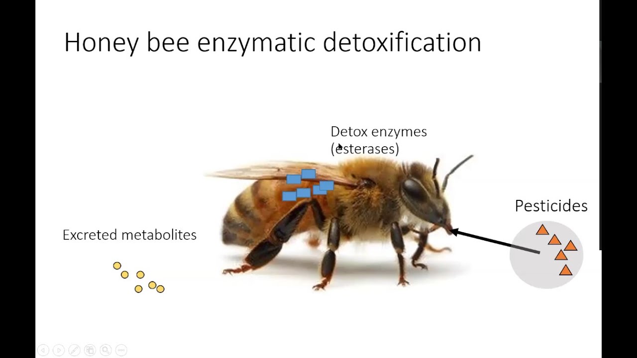 Pesticides and honey bees recent research at NC State YouTube