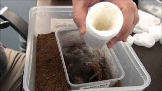 Packing Tarantulas.wmv