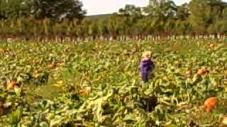 Pumpkin Picking 10-4-08