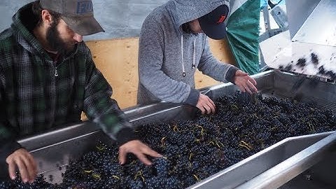 Winemaking: Sorting, crushing and destemming Syrah grapes