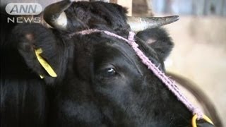 ウシの安楽死「農家の判断に」 原発事故対応で(12/04/06)