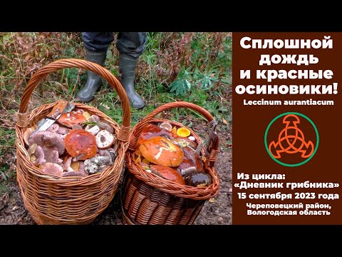 Сплошной дождь и красные осиновики. Дневник грибника 15 сентября 2023 года.