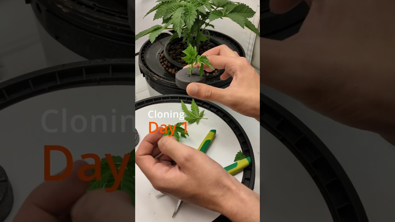 14 Days of Cloning in 22 Seconds 🌱