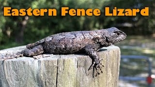 Eastern Fence Lizard