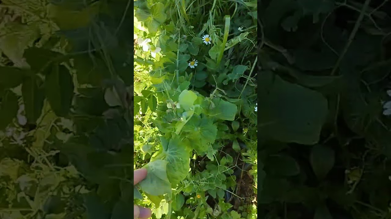 فسحه في الطبيعه ذهبت لاتنزه بعد صلاه العصر في رمضان اجواء رائعه #شتاء_2026 #رمضان #راحة_نفسية #جديد 