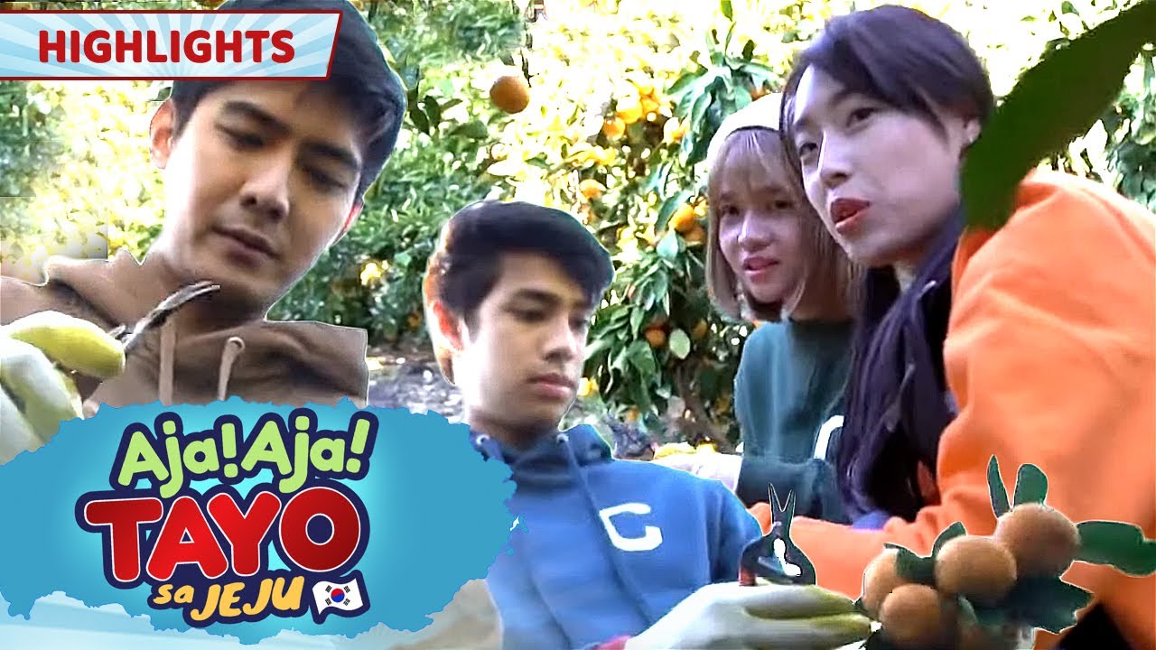Ajakada takes on the Tangerine picking challenge in Jeju! | Aja! Aja! Tayo sa Jeju