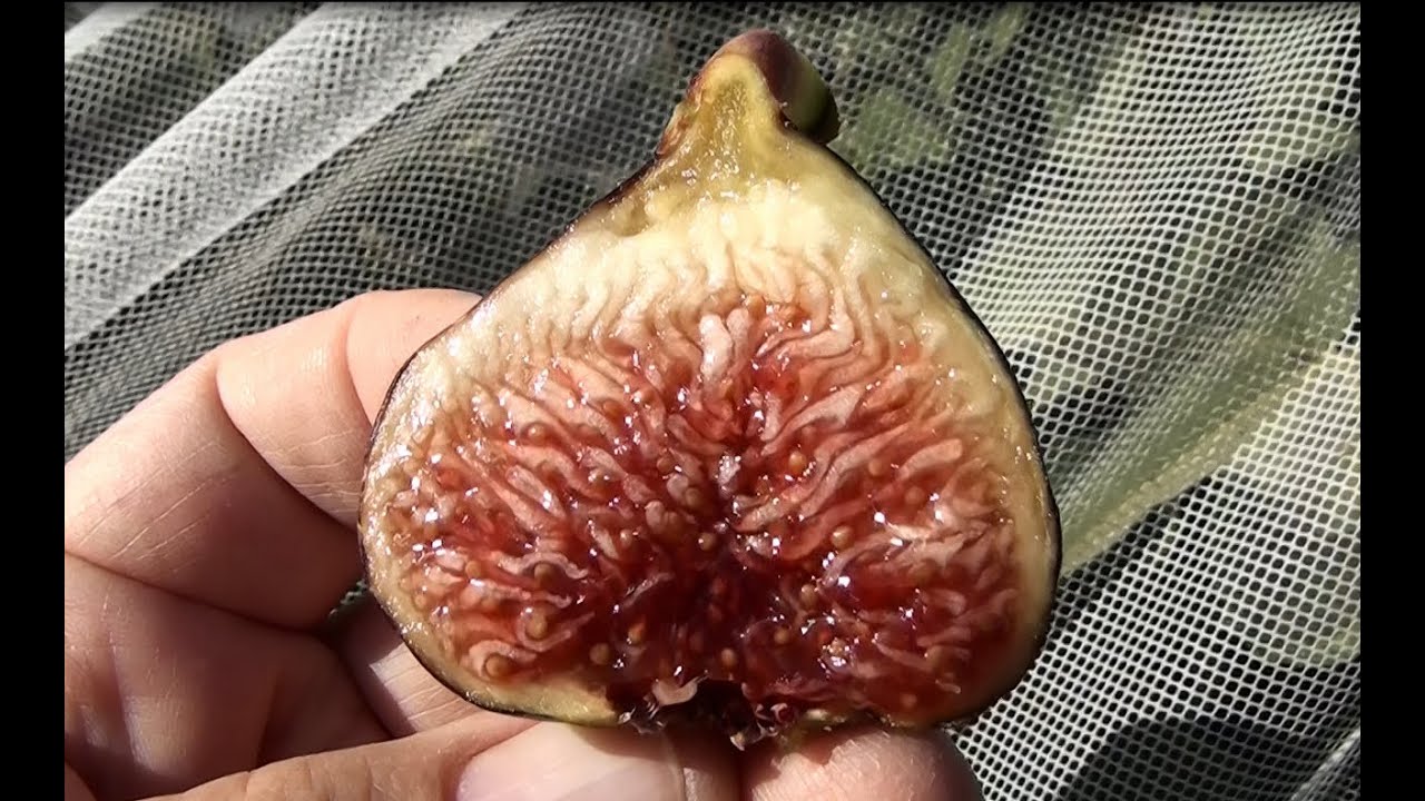 Bass' Favorite Fig (BFF) - YouTube