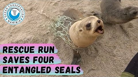 Rescue Run Saves FOUR Entangled Seals