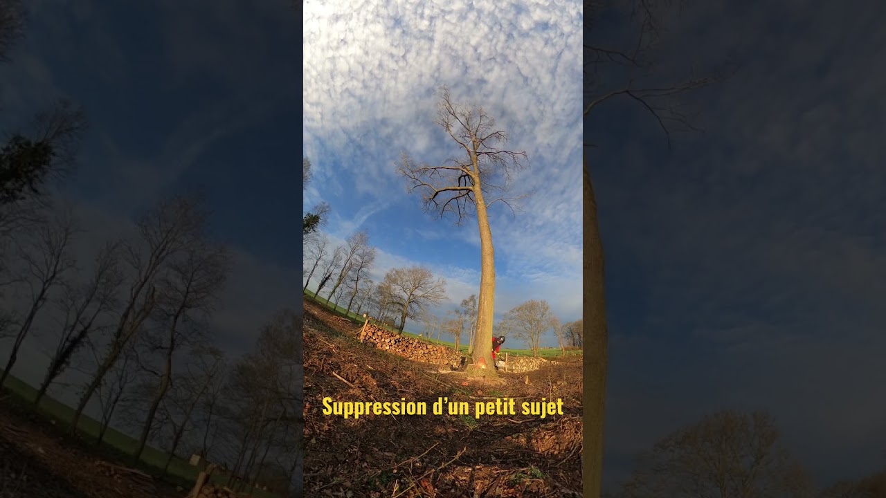 Abattage d&rsquo;un ch&ecirc;ne de 28 m&egrave;tres #arborist #climbing #arboristegrimpeur #&eacute;lagage #bucheron