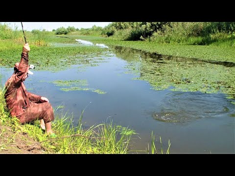 Video: Horské stravovanie so psami: Off-Roading dobrodružstvo Powered by Pooches časť 1