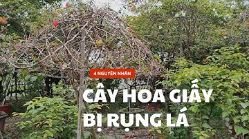 4 Nguyên nhân làm cây hoa giấy rụng hết lá