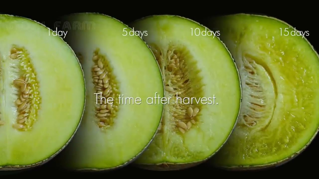 Pantesan Harganya Mahal !?! Ternyata Begini Rumitnya Menanam Melon Crown