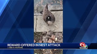 Louisiana Humane Society offer reward after goose injured, nest destroyed in brick attack