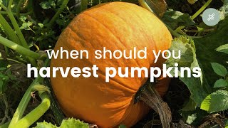 Are Your Pumpkins Ready To Harvest?