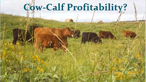 Projecting 2015 Cow-Calf Profitability