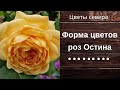 Форма цветов роз Остина