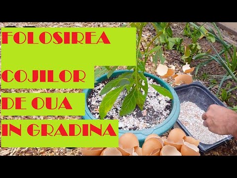 Video: Cojile de ouă pot fi folosite ca îngrășământ?