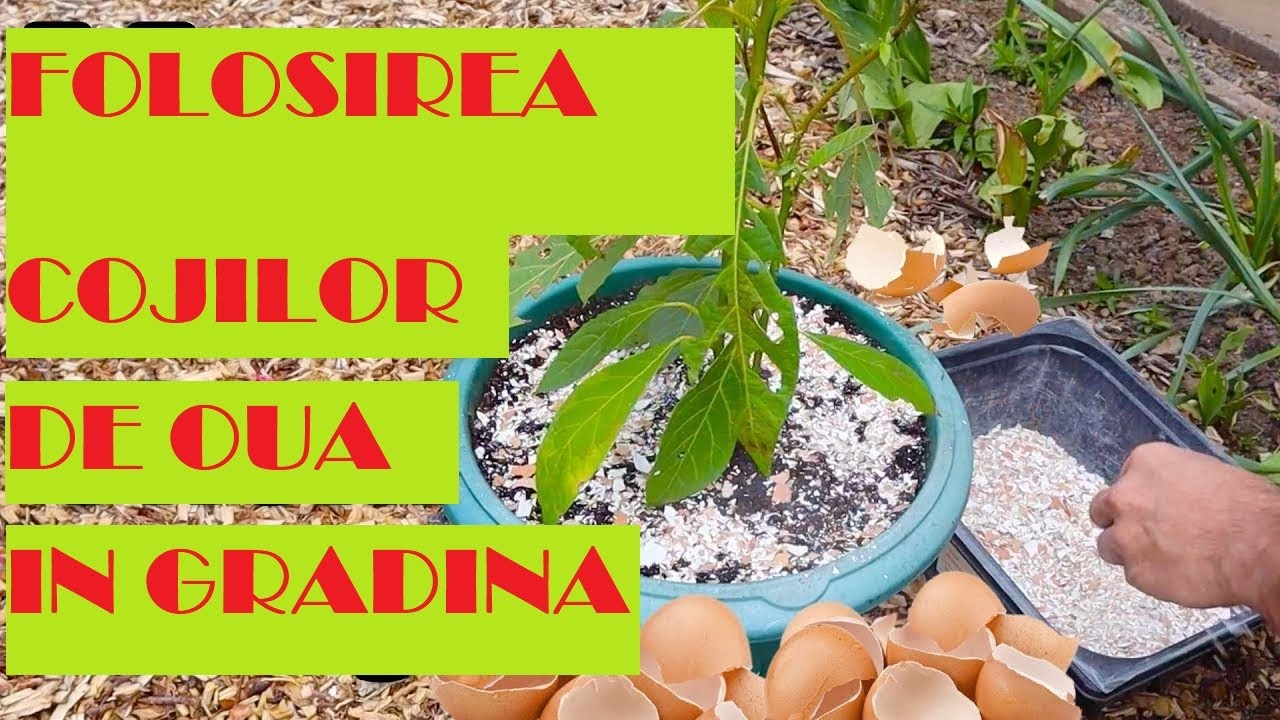Folosirea corectă a cojilor de ouă în grădină- mituri și adevăr🐣🐣🐣