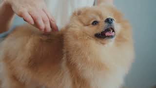 Pomeranian Pals. Should you or should you and if you do. What next?