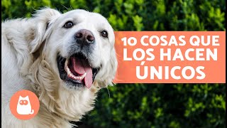 10 COSAS que solo ENTENDERÁS si tienes un GOLDEN RETRIEVER 🐶💛 by ExpertoAnimal 4,912 views 1 month ago 2 minutes, 58 seconds