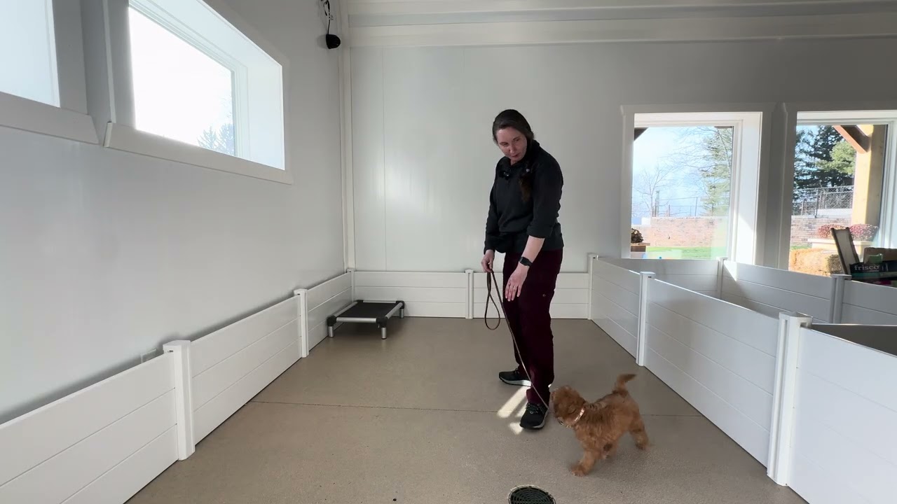 Piper Leash Training Session 02/16