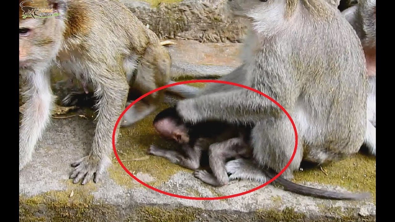 Oh God ! Really bad, Dolly make Lori crying in front thin Mother monkey. Poor baby smallest.