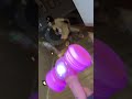 Please give me a like, my dear friends! #funny #funnyvideo #funnyshorts