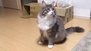 ボール遊びをする(?)猫 ノルウェージャンフォレストキャット Cat, play with the ball(?)Norwegian Forest Cat.