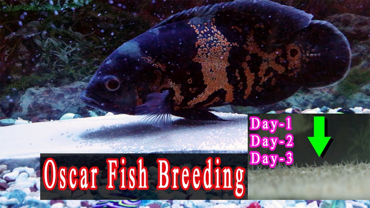 Tiger Oscar Fish Breeding at HOME I Oscar Fish  Eggs Hatching I