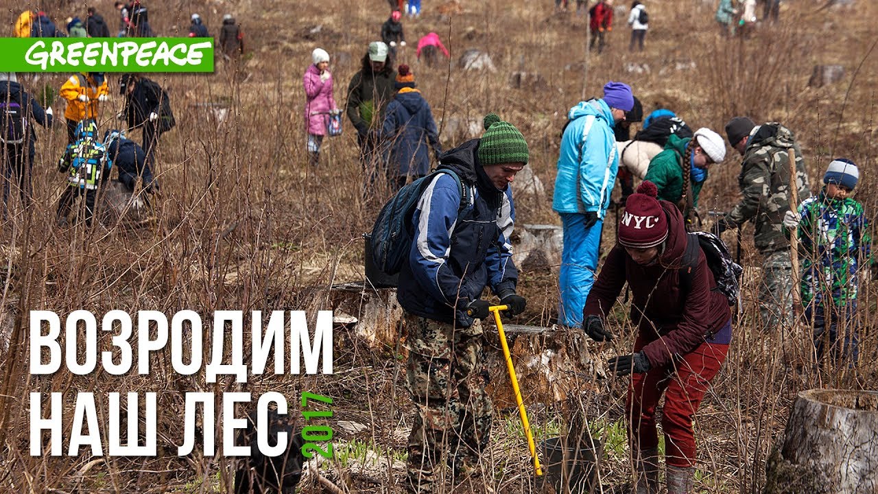 Гринпис лесной. Гринпис Лесной проект. Возродим наш лес Гринпис. Проект возродим наш лес. Гринпис сохранение лесов.