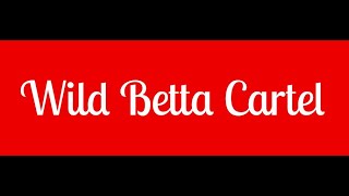 Download Lagu Spawning Wild Betta ocellata maliau "Gladiator"