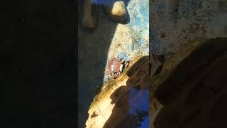 Caranguejo Acasalando