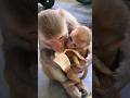 Monkey With Baby Eating Banana Monkey Monkeyvideo Bandar