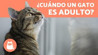 ¿Cuándo un gato es adulto? ¿A qué edad deja de crecer?