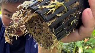 About a year and a half❗️Explaining the results of carbon dioxide testing on plants