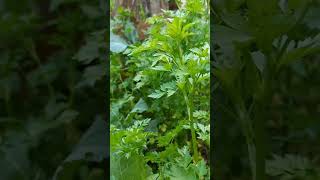 #karadeniz #ordu #köyhayatı #bitkiler #maydonoz #pazu# #pancar #köy #viralvideo #youtubeshorts