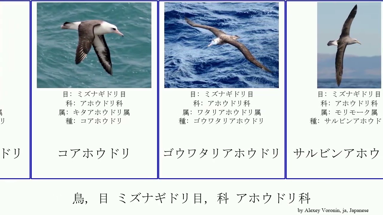 鳥 目 ミズナギドリ目 科 アホウドリ科 Bird Albatross Procellariiformes ガラパゴスアホウドリ ハイイロアホウドリ ハジロアホウドリ ワタリアホウドリ属 Youtube