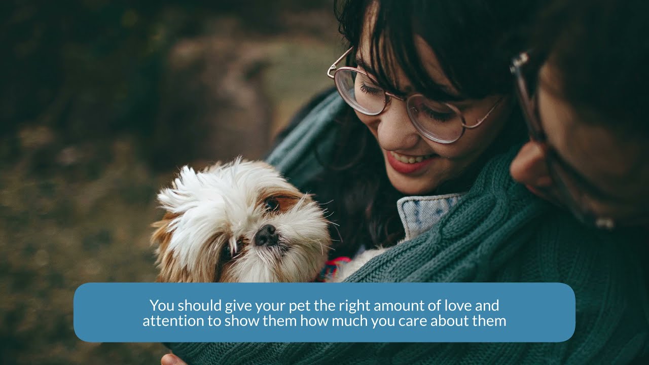 Dog Walking in Chicago | Best Dog Walkers | Bark Industries