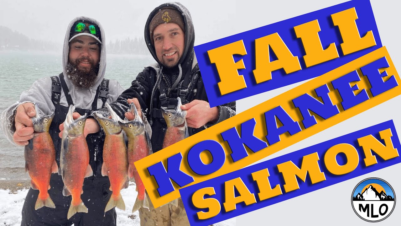 Fall Kokanee Salmon. #fallkokaneesalmon - YouTube